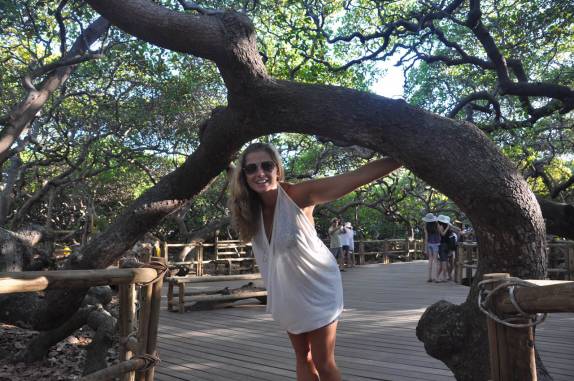 Caminhando sob o maior cajueiro do mundo, em Pirangi - RN